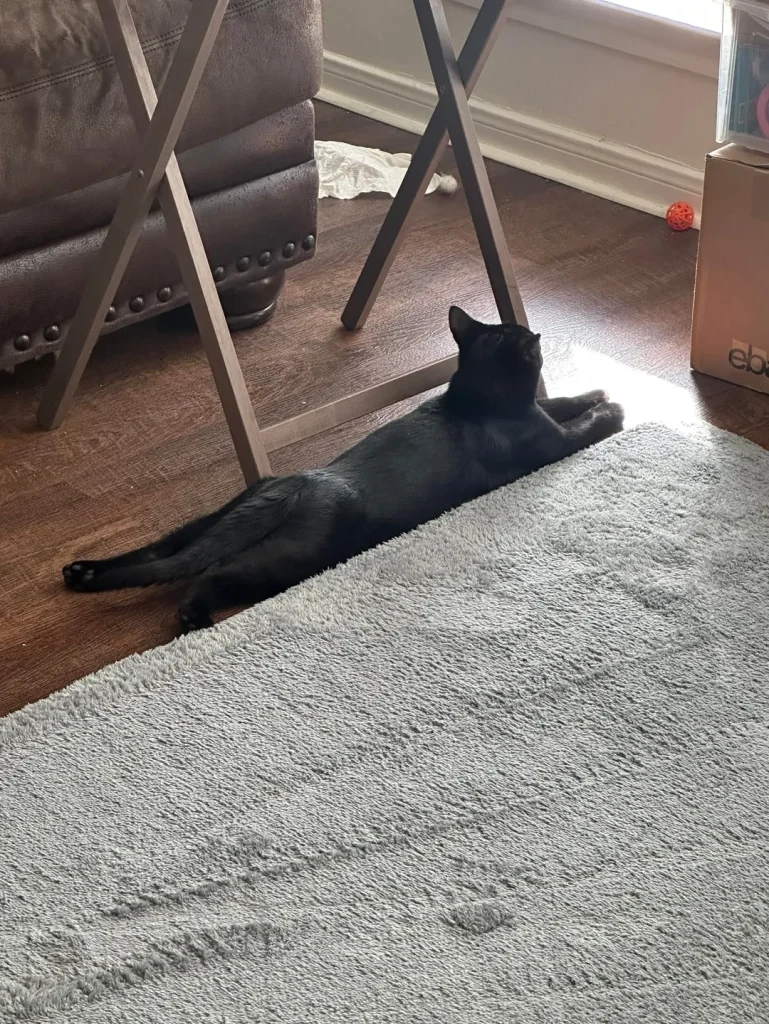 The Velvet Cat's Throne of Splendor