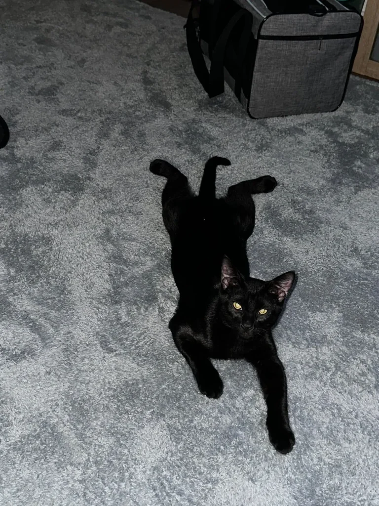 The Velvet Cat's Throne of Splendor