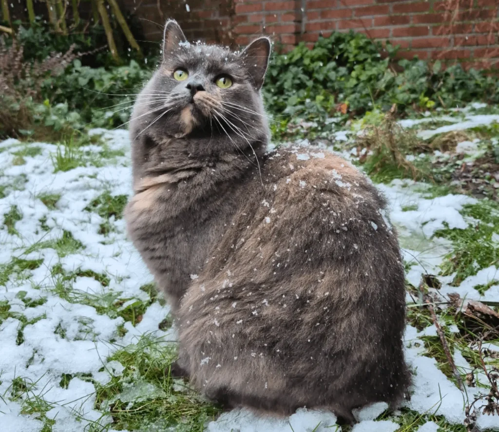 The Winter Cat and the Silent Sky