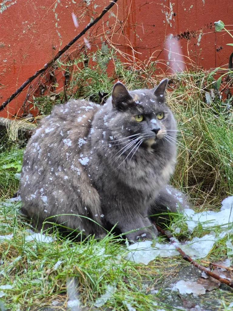 The Winter Cat and the Silent Sky