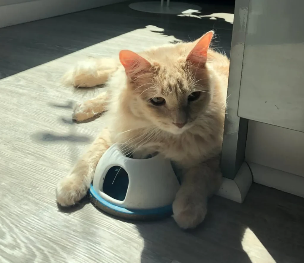 A Cat’s Cozy Kingdom