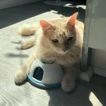 A Cat’s Cozy Kingdom