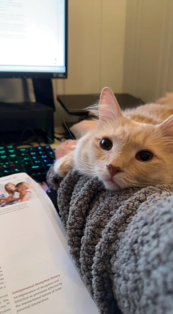 A Cat’s Cozy Kingdom