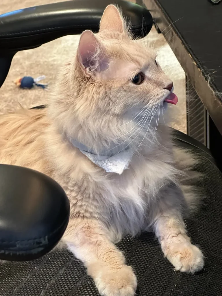 A Cat’s Cozy Kingdom