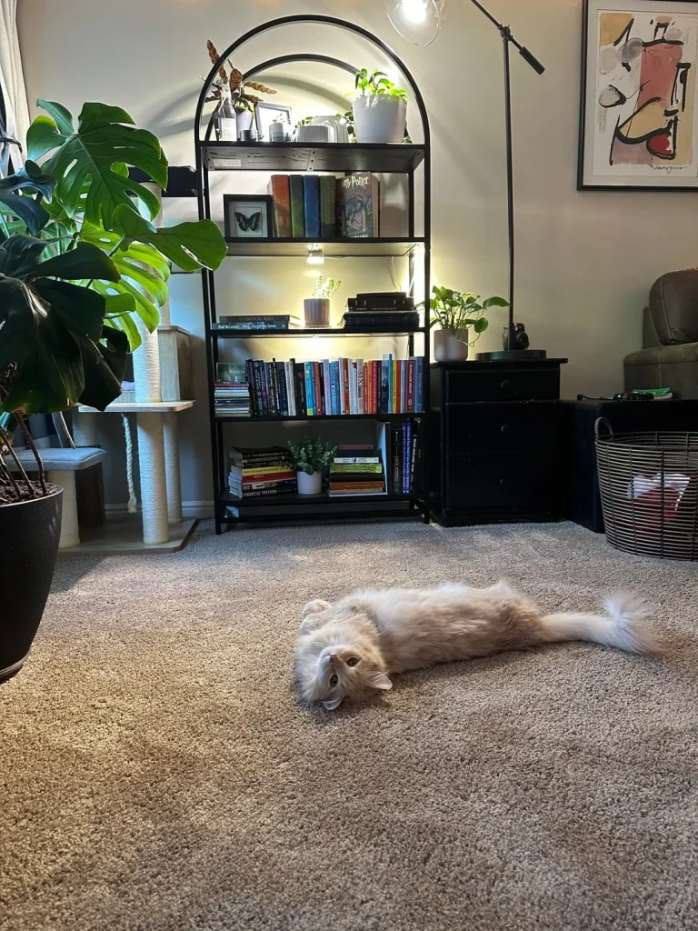 A Cat’s Cozy Kingdom