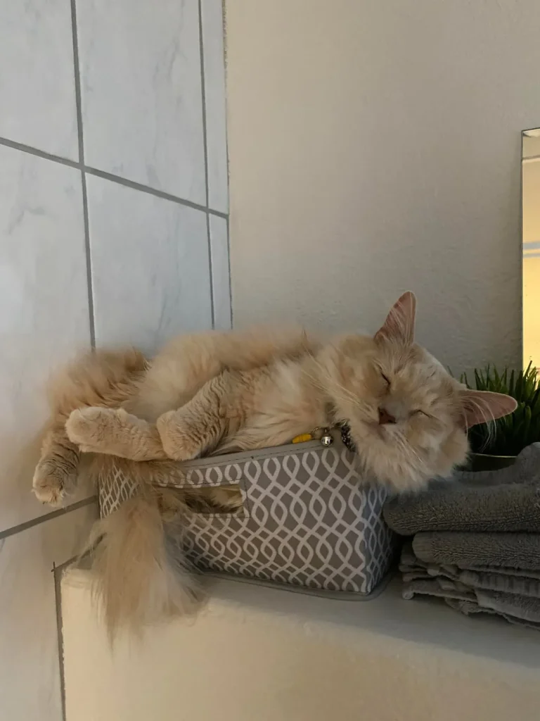 A Cat’s Cozy Kingdom