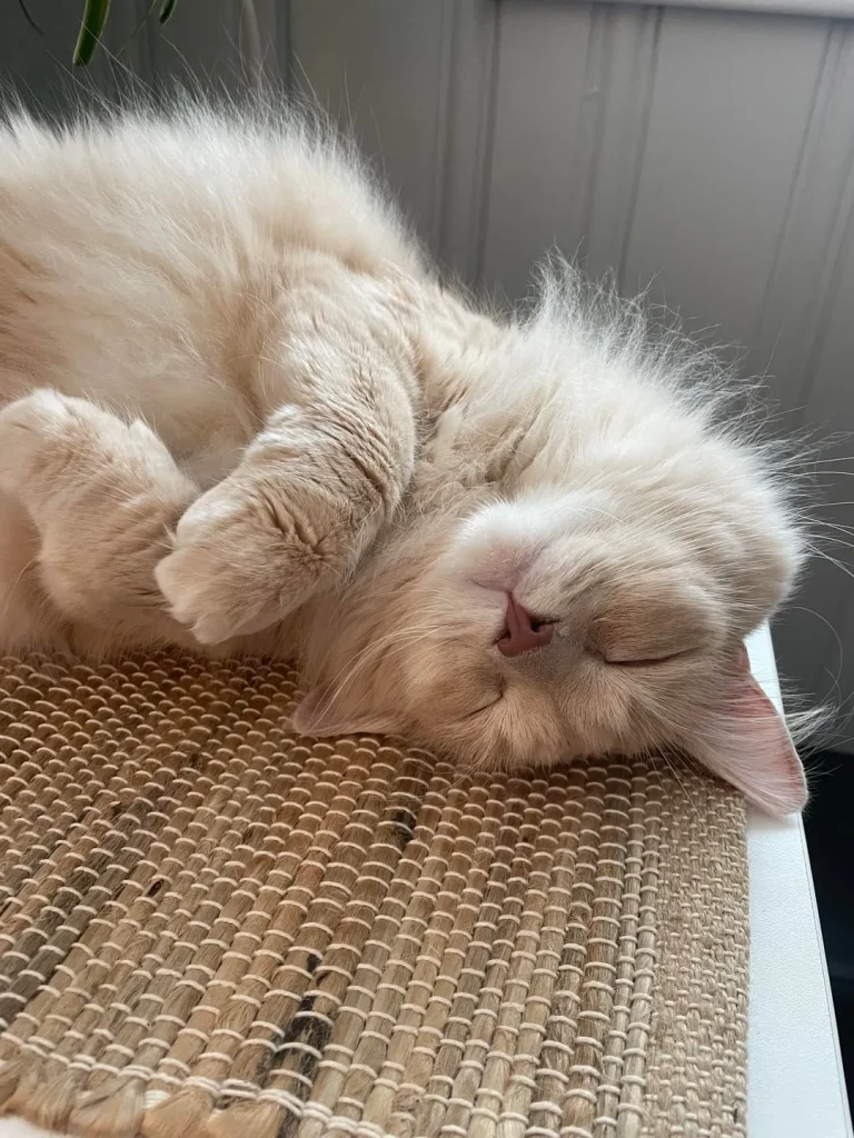 A Cat’s Cozy Kingdom