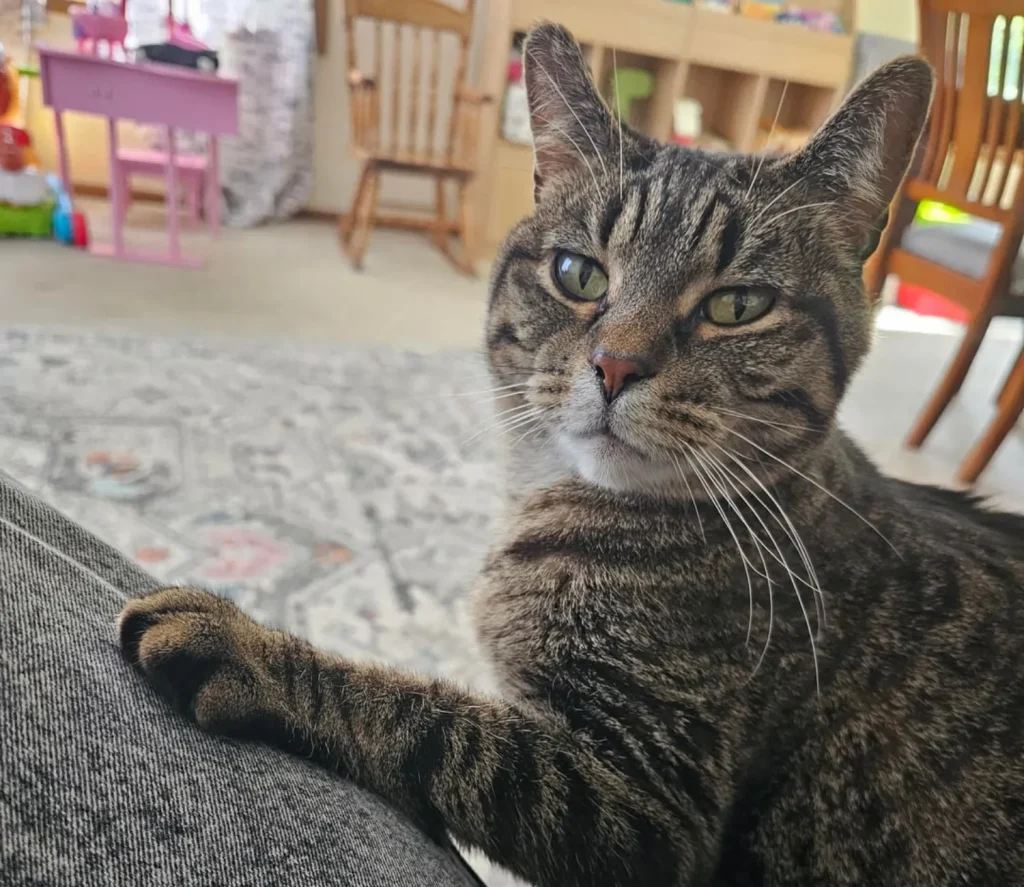 Cat Chronicles of Sunlight and Companionship