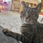 Cat Chronicles of Sunlight and Companionship