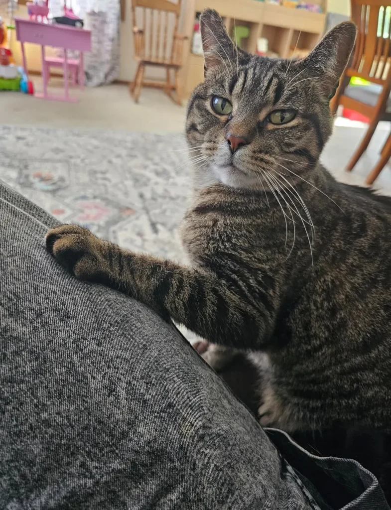 Cat Chronicles of Sunlight and Companionship