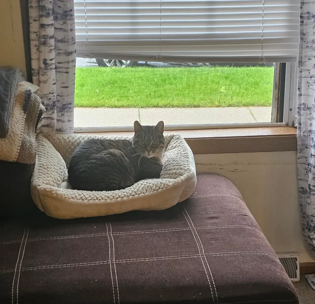 Cat Chronicles of Sunlight and Companionship