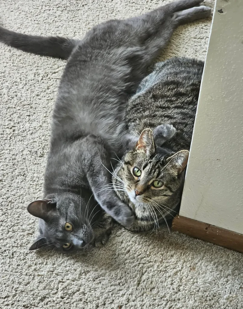 Cat Chronicles of Sunlight and Companionship