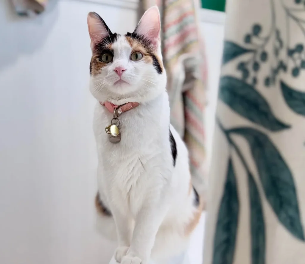 The Cat Chronicles, Cozy Whiskers and Curious Days