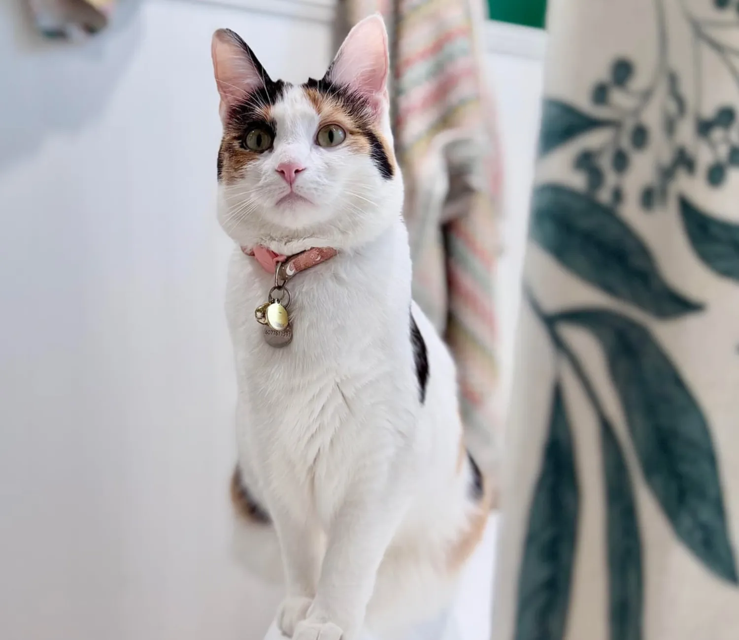 The Cat Chronicles, Cozy Whiskers and Curious Days