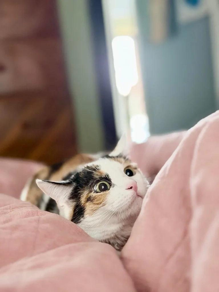 The Cat Chronicles, Cozy Whiskers and Curious Days