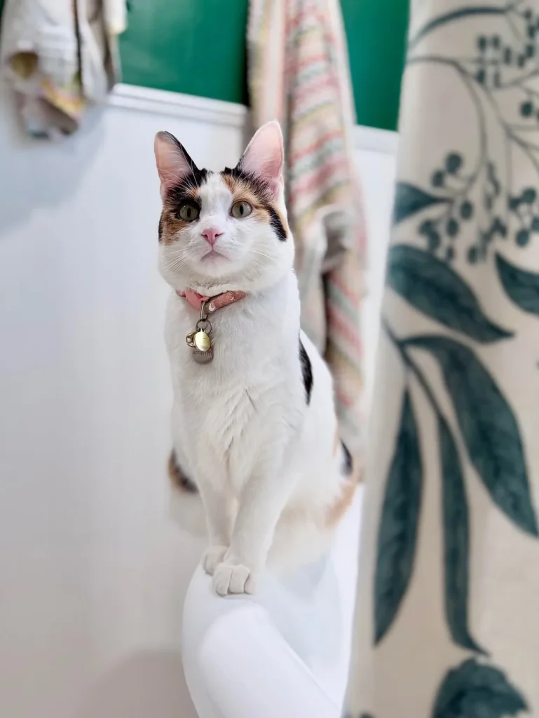 The Cat Chronicles, Cozy Whiskers and Curious Days