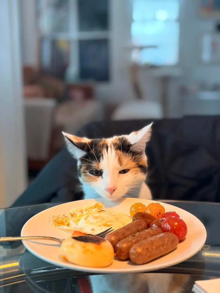 The Cat Chronicles, Cozy Whiskers and Curious Days