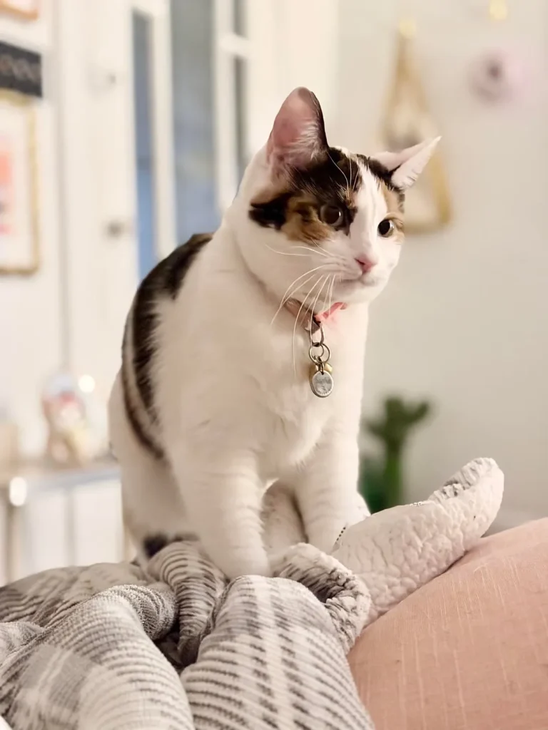 The Cat Chronicles, Cozy Whiskers and Curious Days