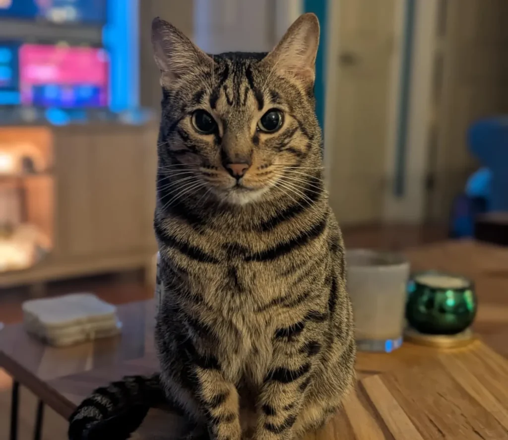 The Cat Chronicles, Whiskers, Wishes, and Window Gazes