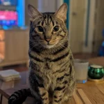 The Cat Chronicles, Whiskers, Wishes, and Window Gazes