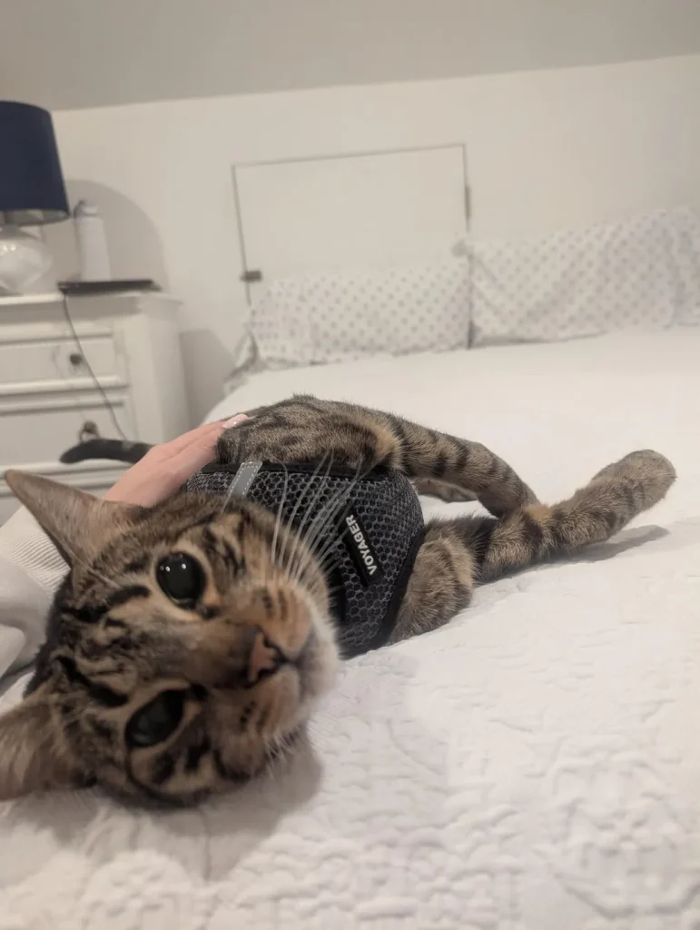 The Cat Chronicles, Whiskers, Wishes, and Window Gazes