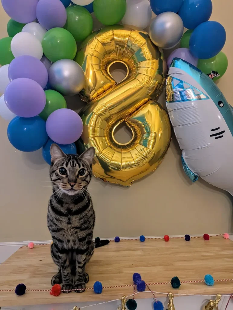 The Cat Chronicles, Whiskers, Wishes, and Window Gazes