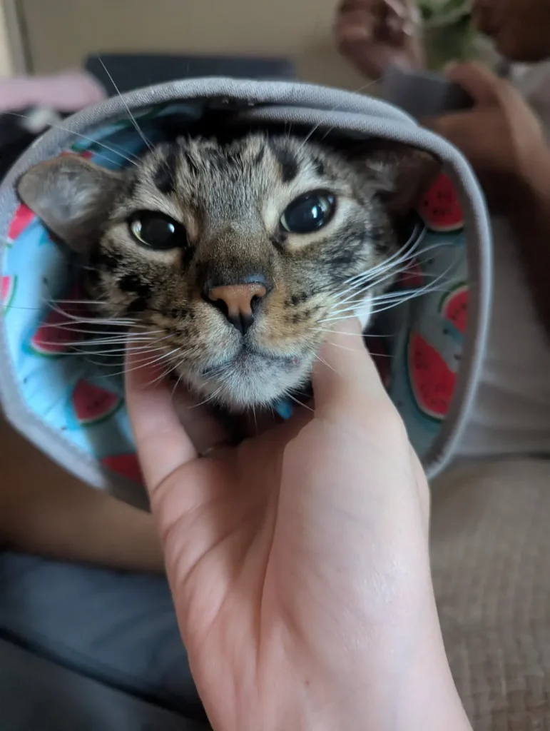 The Cat Chronicles, Whiskers, Wishes, and Window Gazes