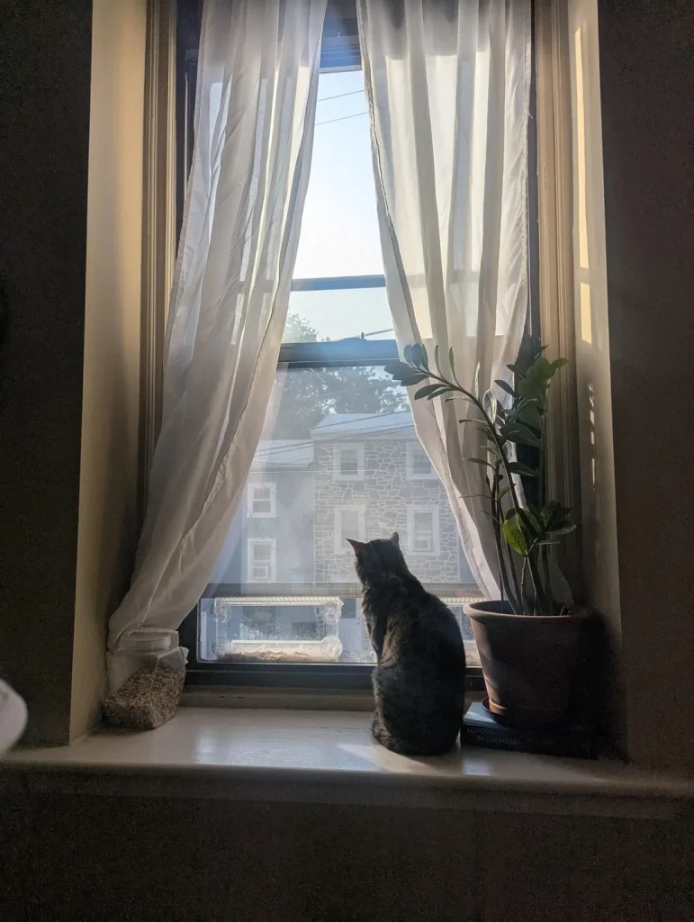 The Cat Chronicles, Whiskers, Wishes, and Window Gazes