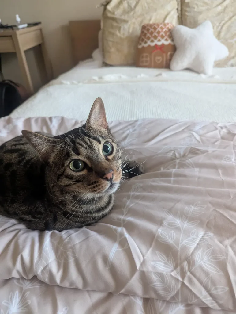 The Cat Chronicles, Whiskers, Wishes, and Window Gazes