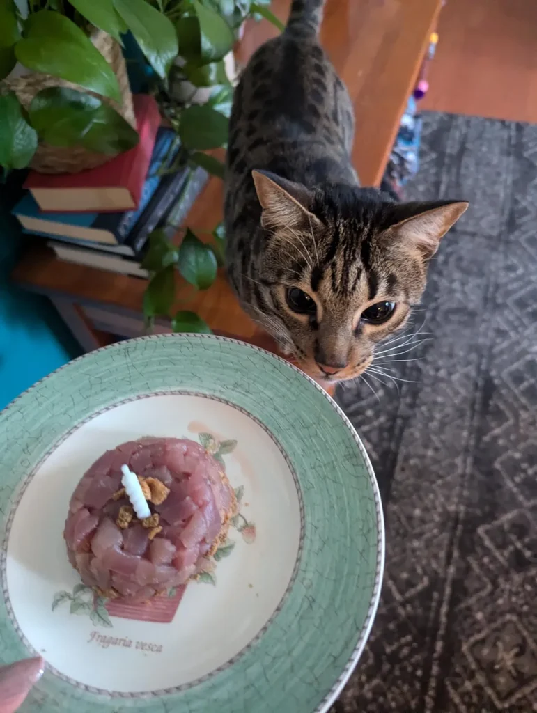 The Cat Chronicles, Whiskers, Wishes, and Window Gazes