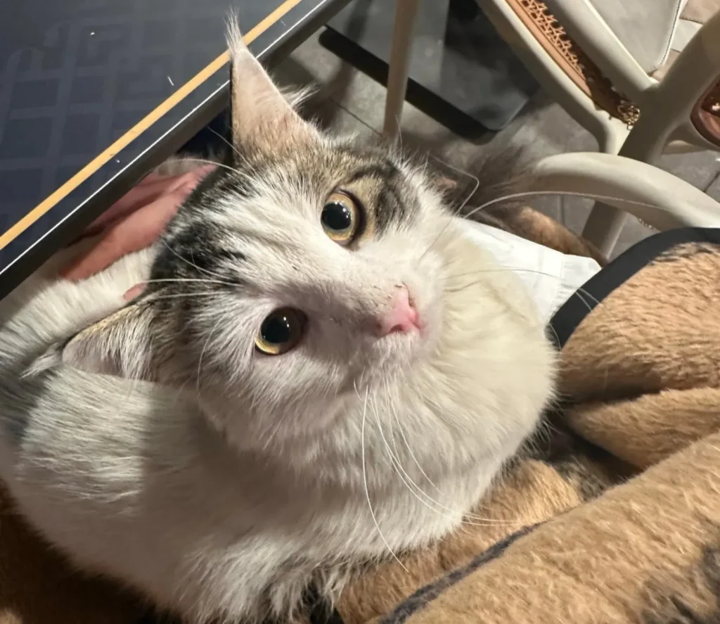 The Cat Who Claimed the Lap Kingdom