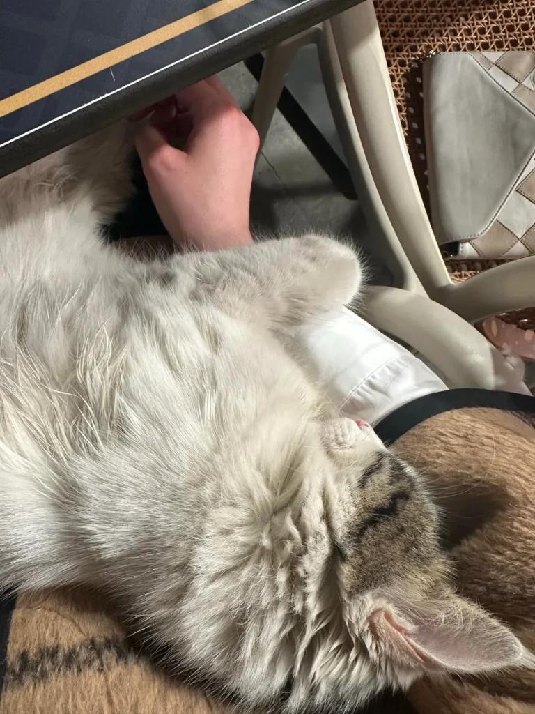 The Cat Who Claimed the Lap Kingdom