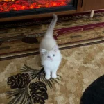 The Cat Who Read by Firelight