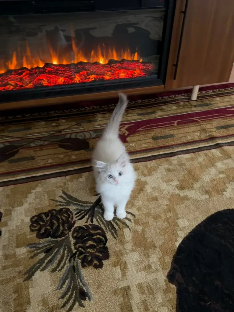 The Cat Who Read by Firelight