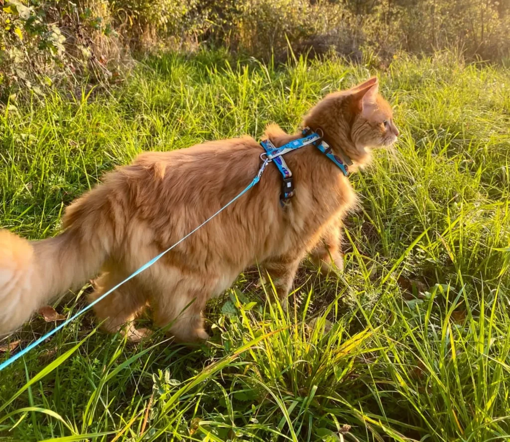 The Cat Who Wandered Through Comfort and Curiosity