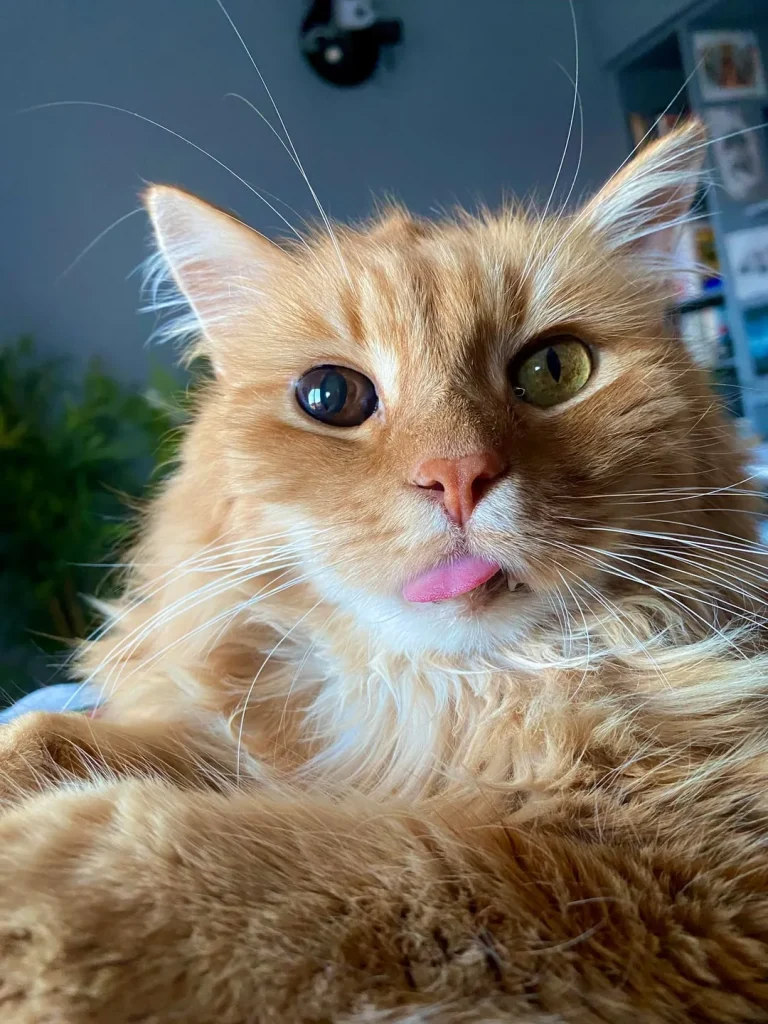 The Cat Who Wandered Through Comfort and Curiosity