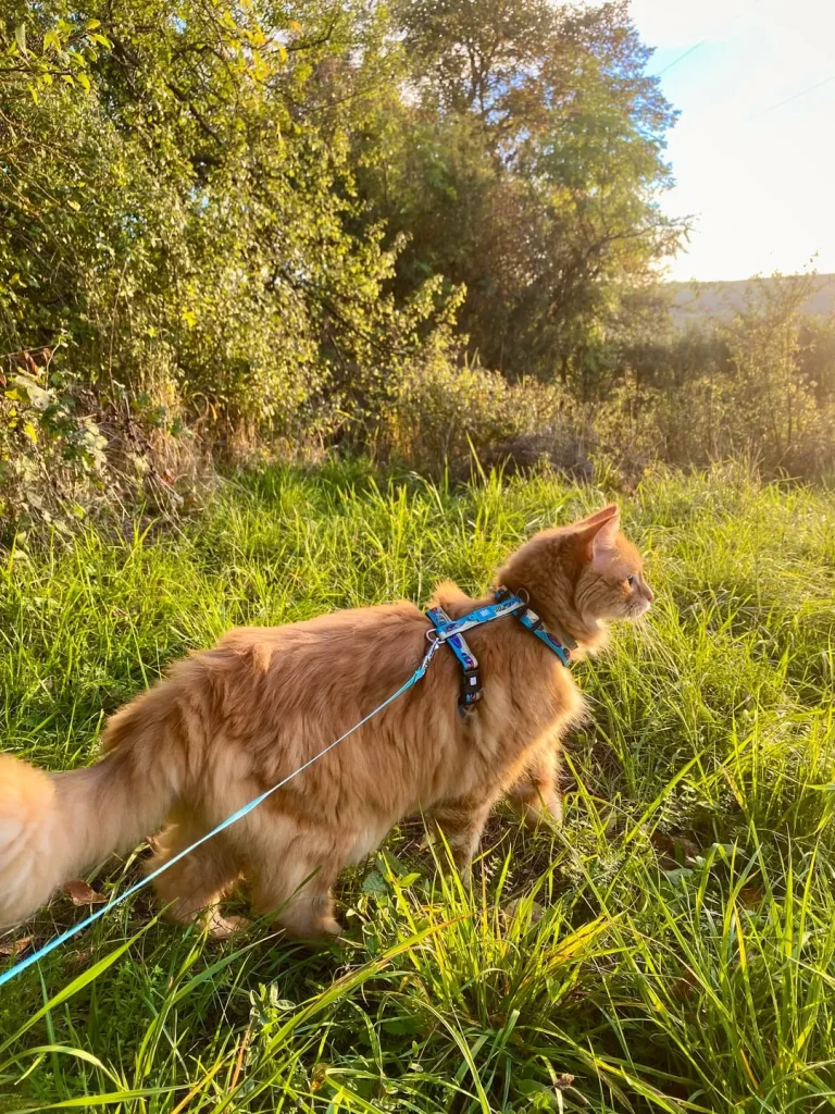 The Cat Who Wandered Through Comfort and Curiosity