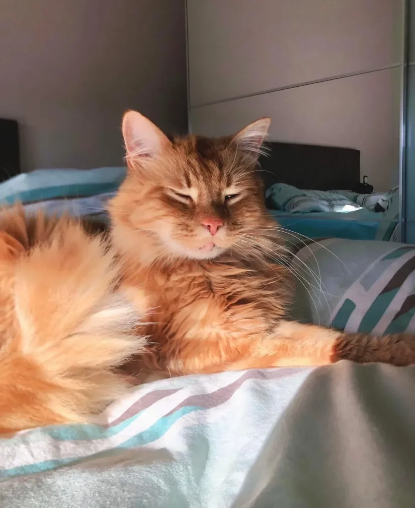 The Cat Who Wandered Through Comfort and Curiosity