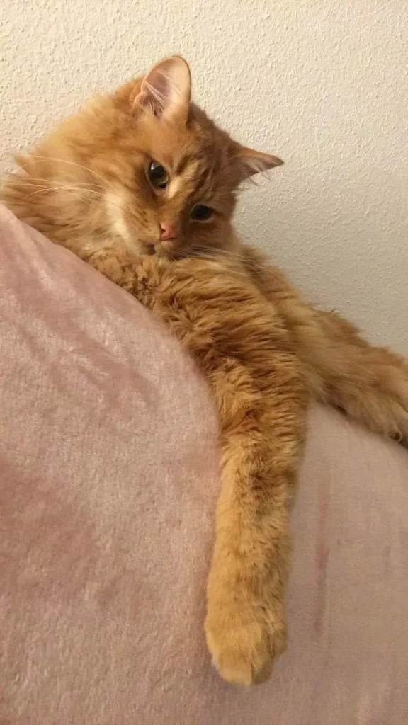 The Cat Who Wandered Through Comfort and Curiosity