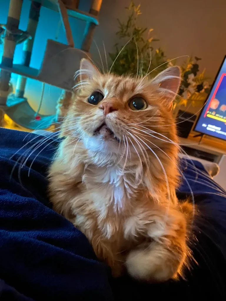 The Cat Who Wandered Through Comfort and Curiosity