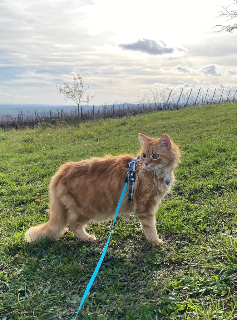 The Cat Who Wandered Through Comfort and Curiosity