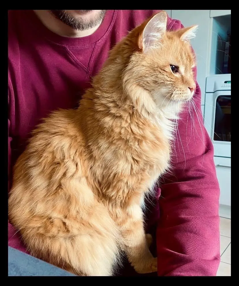 The Cat Who Wandered Through Comfort and Curiosity