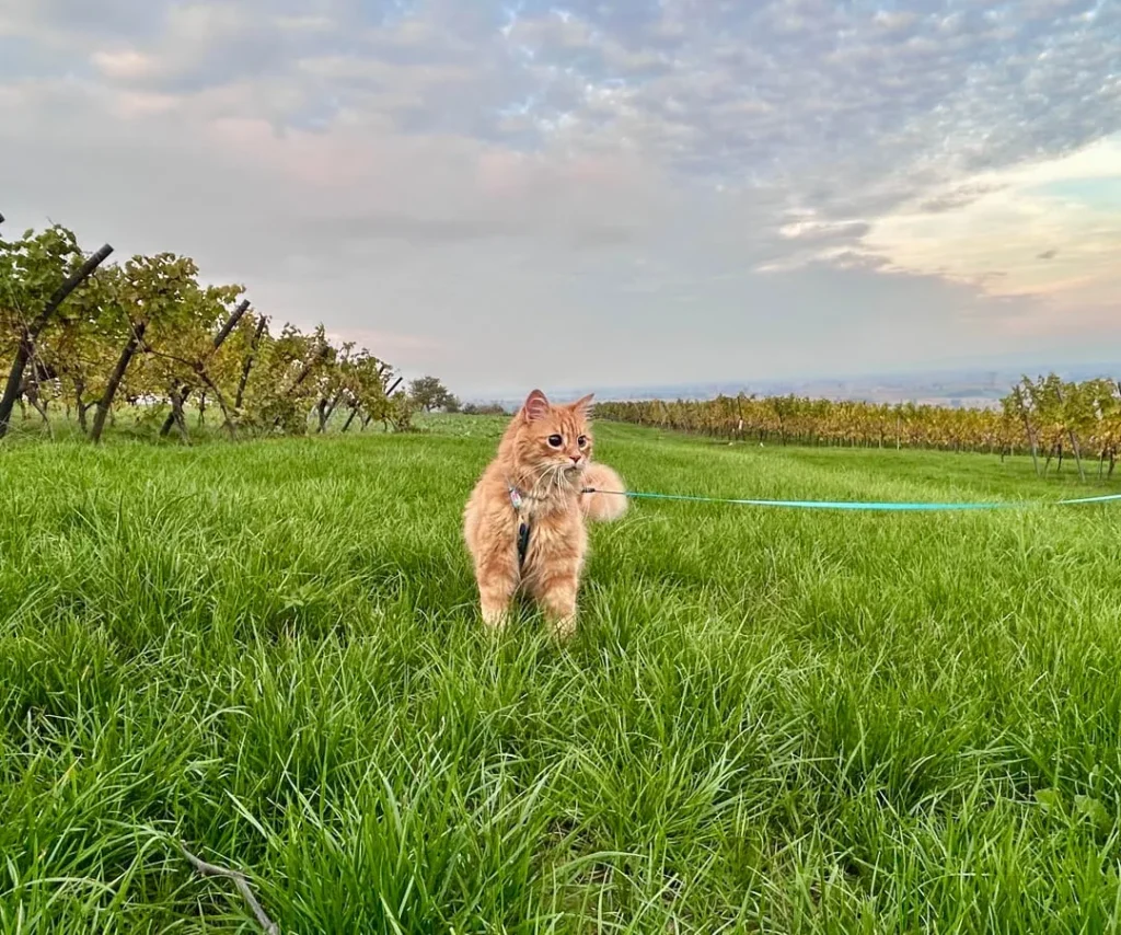 The Cat Who Wandered Through Comfort and Curiosity