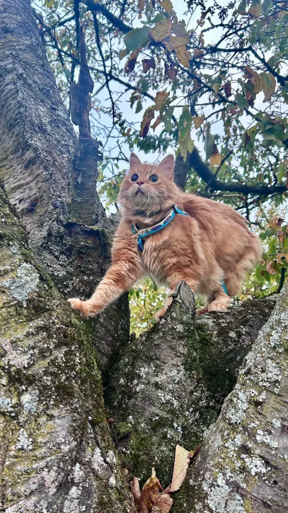 The Cat Who Wandered Through Comfort and Curiosity