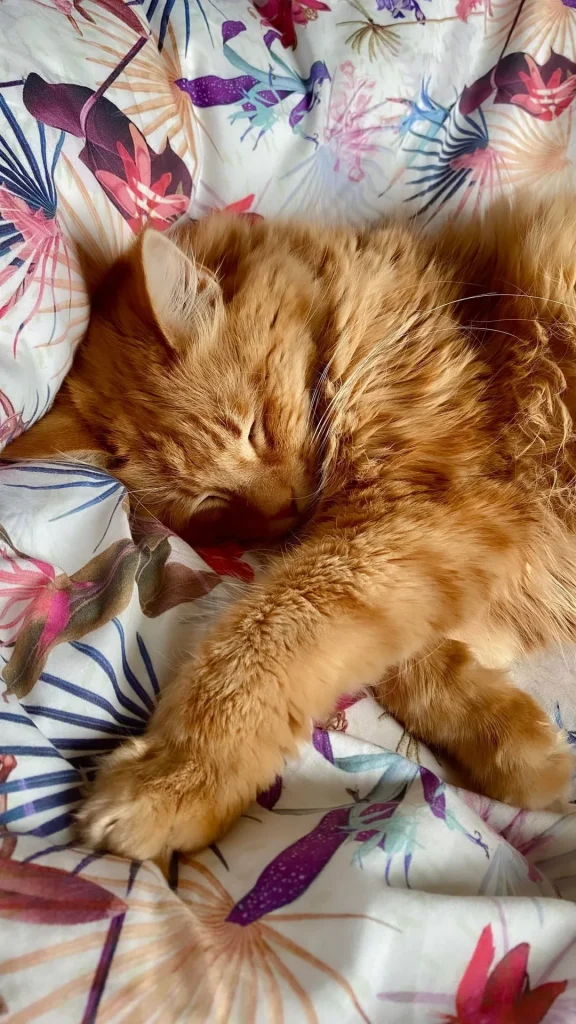 The Cat Who Wandered Through Comfort and Curiosity