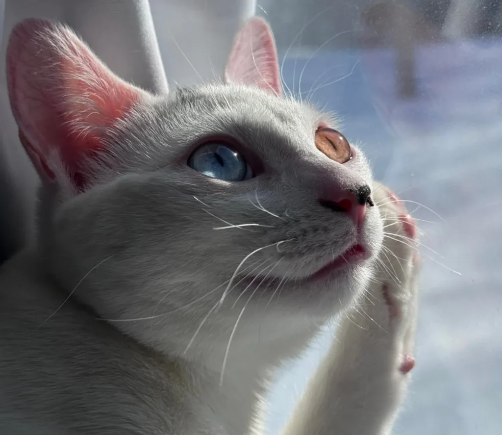 The Cat of Two Worlds