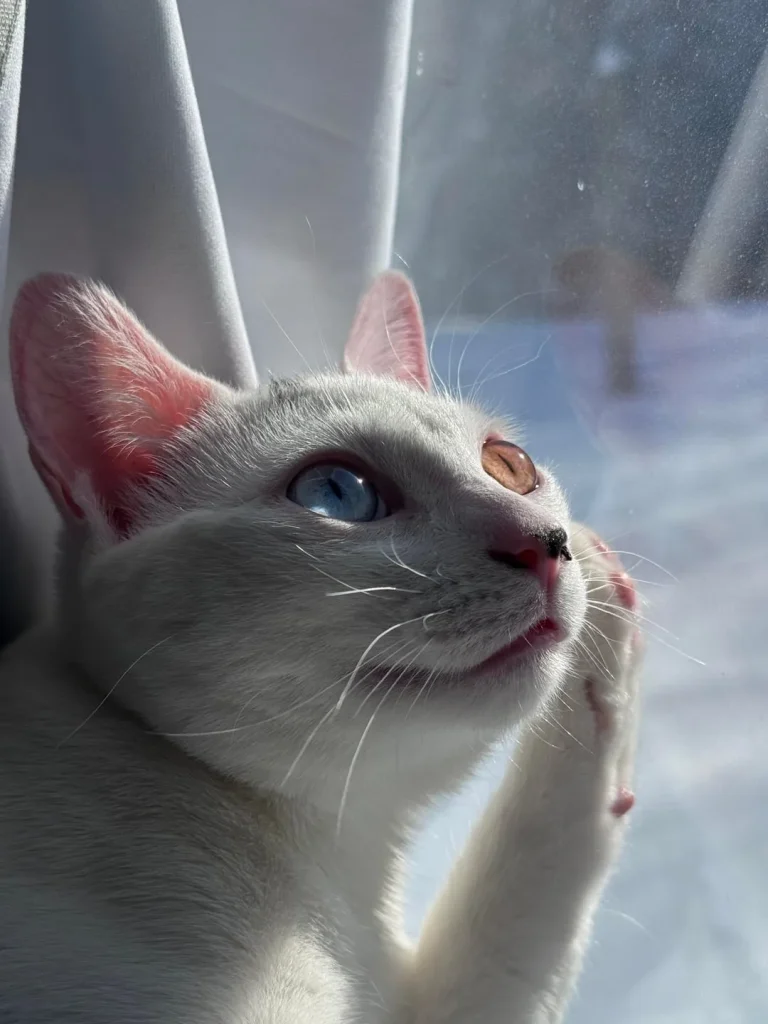 The Cat of Two Worlds