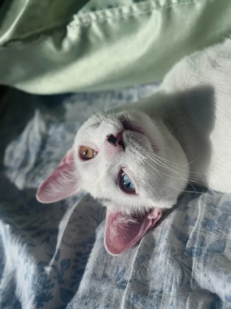 The Cat of Two Worlds