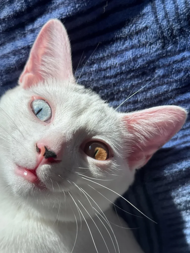 The Cat of Two Worlds