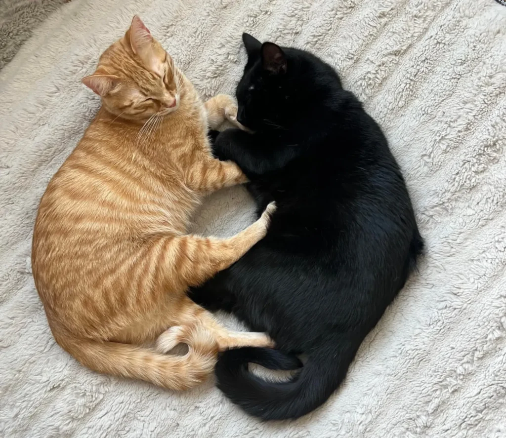 The Yin Yang of Cat Comfort, A Tale of Feline Harmony